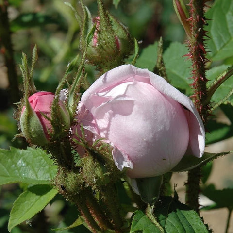 Rose bud and small blooms on green stems, pale pink petals with hints of white
