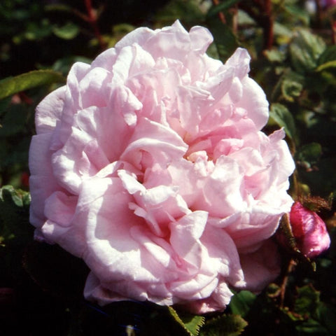 Large pale pink rose bloom with layered ruffled petals on leafy branches