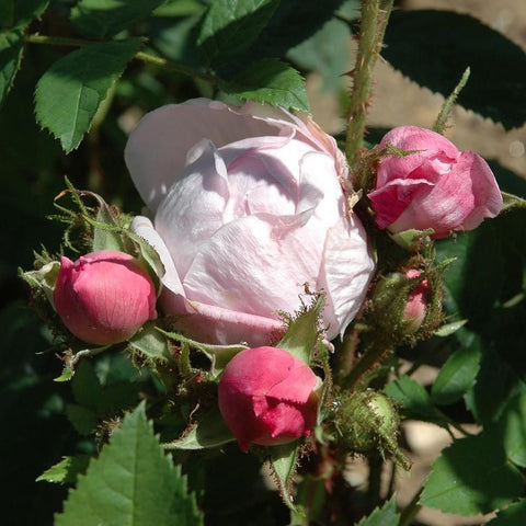 Cluster of rose buds and blooms: pale pink flower with pink side buds