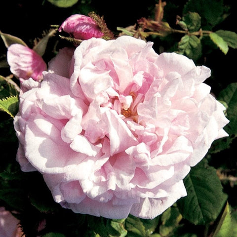 Pale pink and white rose bloom surrounded by green leaves and tight buds