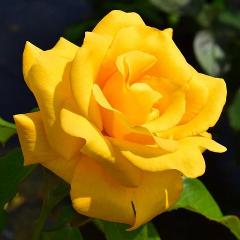 Yellow rose with layered petals and an open center on green leaves