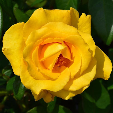 Close-up of a yellow rose bloom with curled petals and a bright orange center