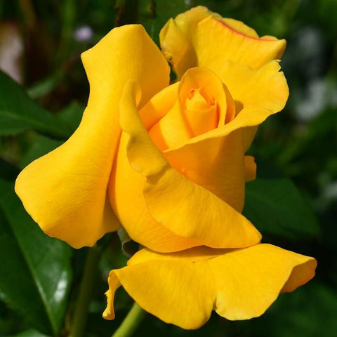Yellow rose flower with layered petals and a small bud on green leaves
