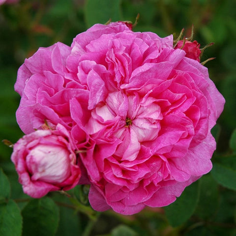 Pink double rose bloom with layered petals and small bud, close-up