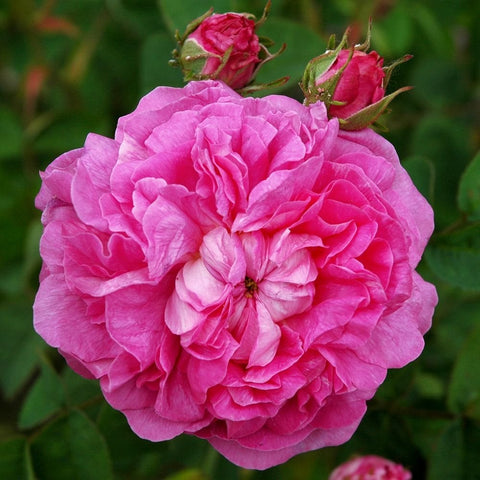 Pink double rose bloom on stems with two buds, close-up