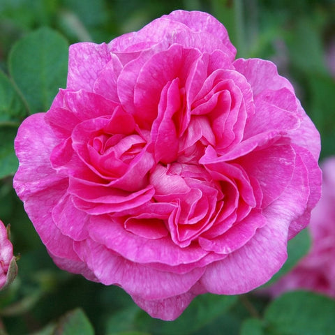 Magenta-pink double rose bloom with layered petals, close-up