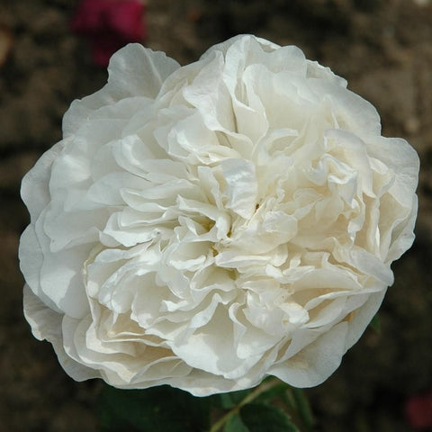 Cream white rose bloom with layered petals