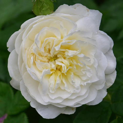 White rose bloom with pale yellow center and layered petals