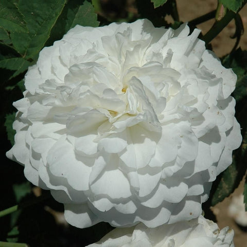 White rose bloom on the plant with layered petals and pale center