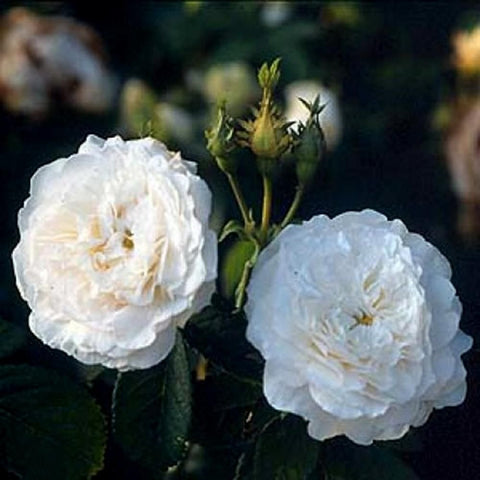 Pair of white rose blossoms on stems with buds and layered petals