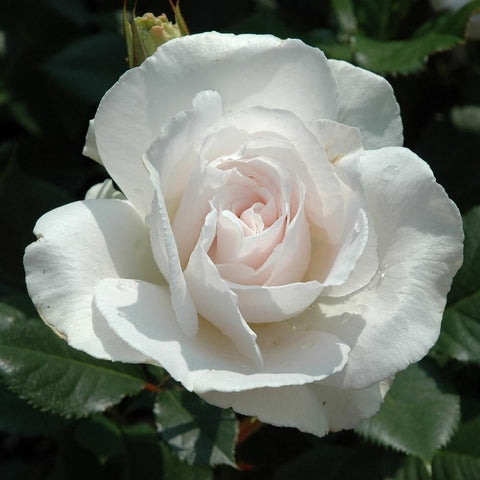 White rose bloom with pale pink center and ruffled petals, surrounded by green leaves