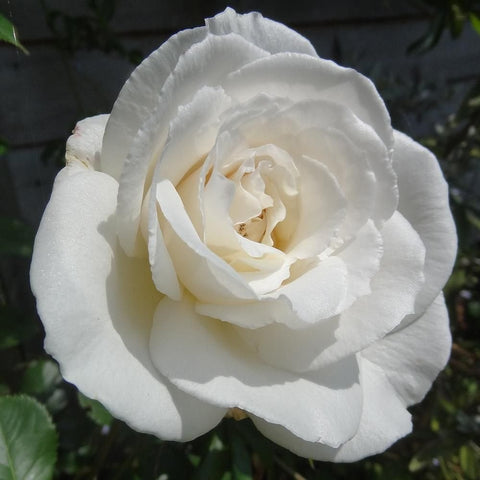 Large white rose flower with creamy pale center and curled ruffled petals on green foliage