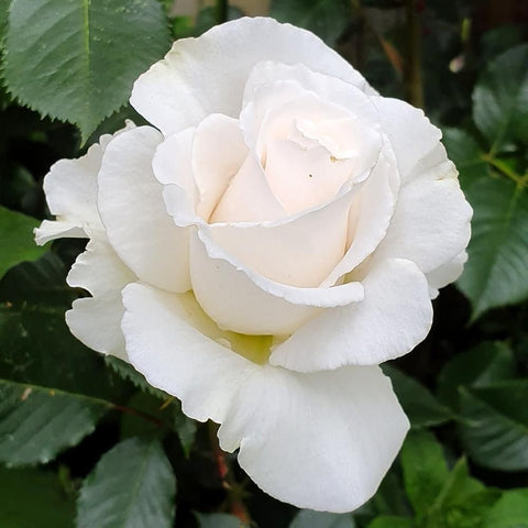 White rose flower with pale center and layered petals on leafy green branches