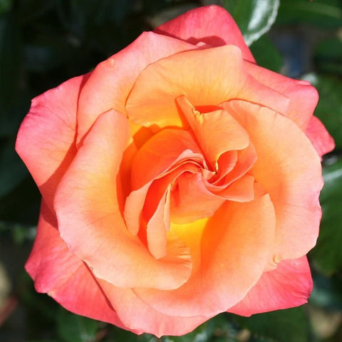 Two-tone rose bloom with peach petals and pink outer edges