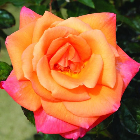 Two-tone orange-and-pink rose bloom with layered petals