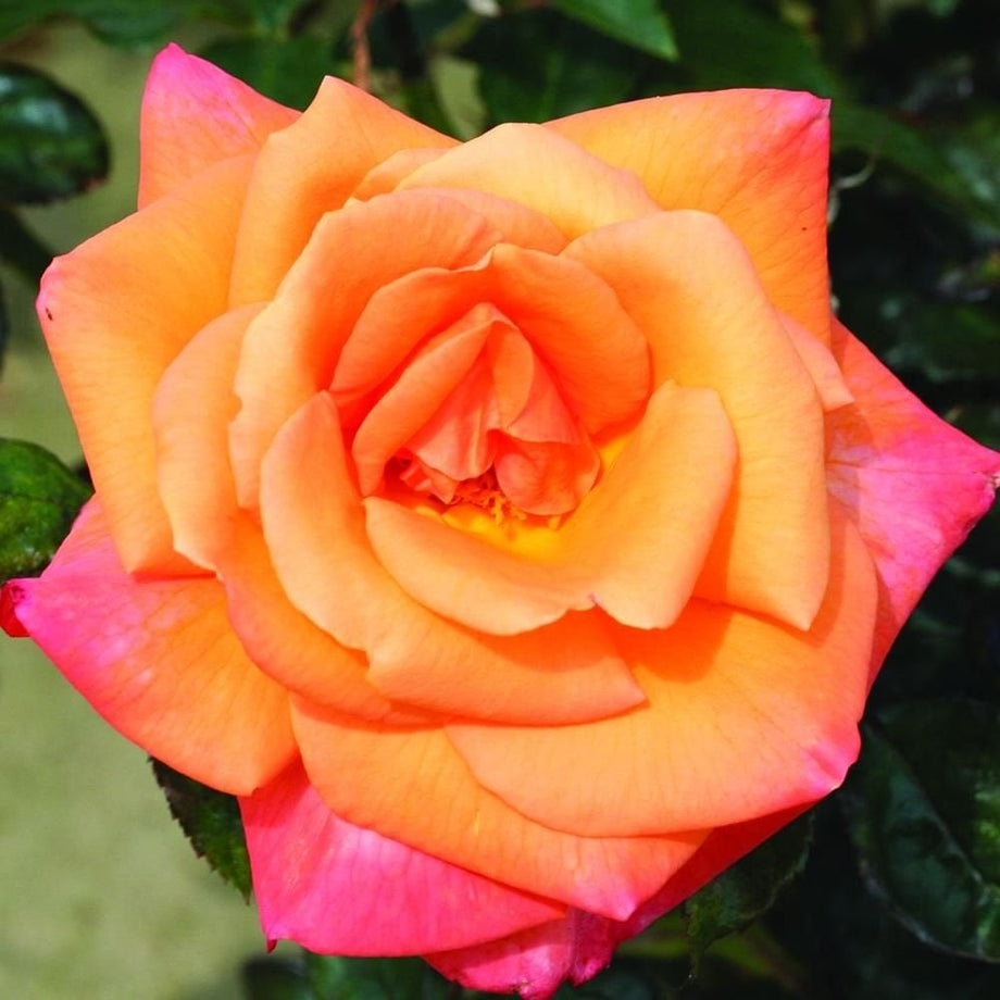 Mamma Mia – Peter Beales Roses
