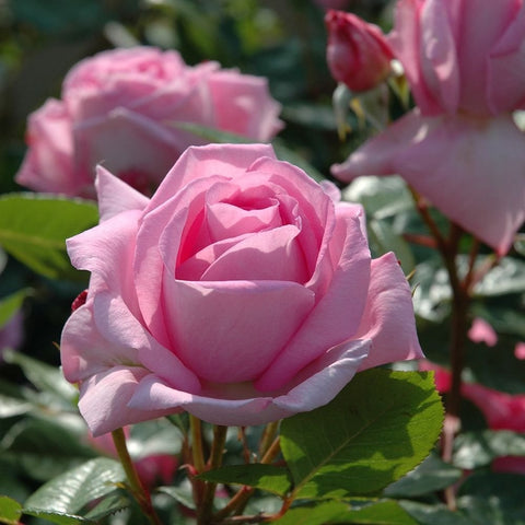 Pink rose bloom on a rose bush with green leaves and small buds