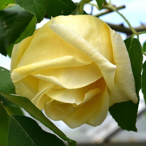Yellow rose bloom with layered petals and surrounding green leaves on a stem