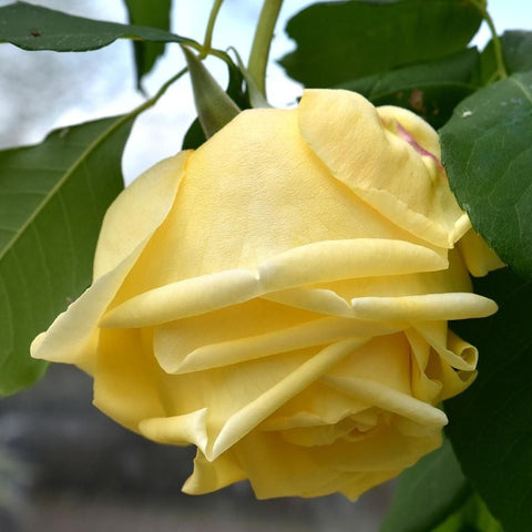 Cream-yellow rose with layered petals and green leaves on a climbing stem