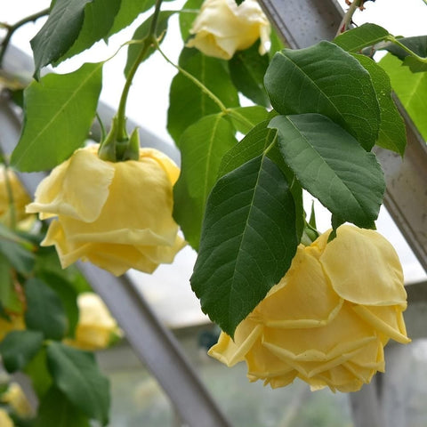Cluster of yellow rose blooms with green leaves on vine stems