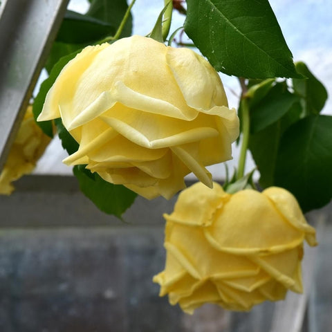 Yellow rose flowers with layered petals and green leaves along an outdoor trellis