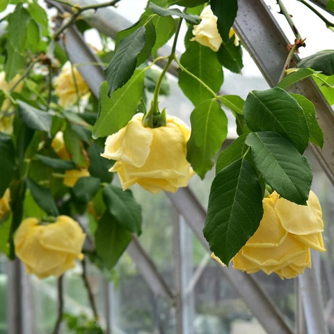Multiple yellow rose blooms with green leaves on arching vine stems