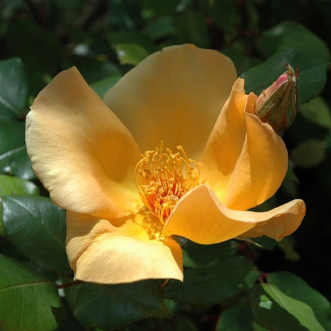Large yellow rose flower with ruffled petals and orange stamens