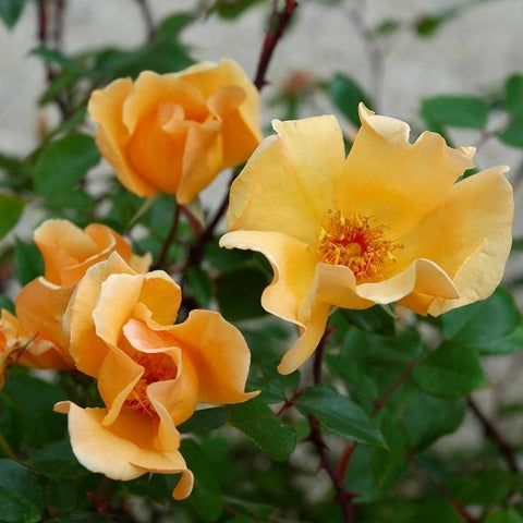Pale yellow and peach rose blooms with ruffled petals and green leaves