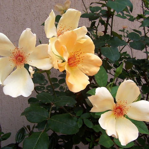 Cream and pale yellow rose blossoms on a green leafy shrub