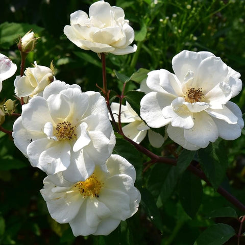 Moonlight rose blossoms, white five-petal flowers with yellow centers