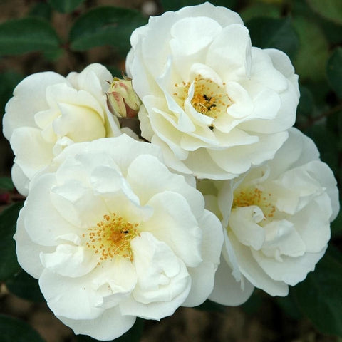 Moonlight rose cluster, creamy white double blooms with golden speckled centers