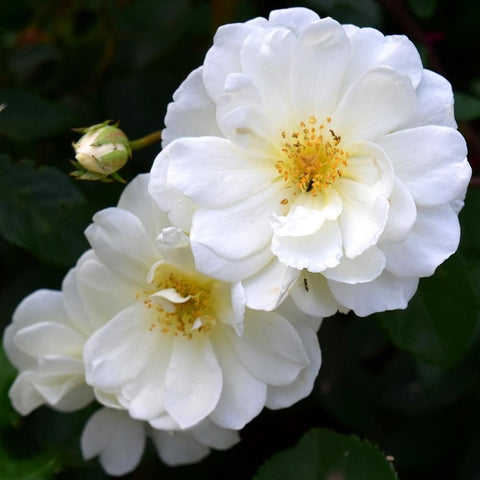 Moonlight rose blooms, white petals with golden centers and a closed bud