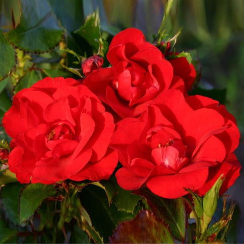 Red bush rose blooms with layered petals on green stems