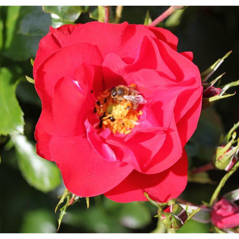 Red bush rose bloom with insect in the flower center