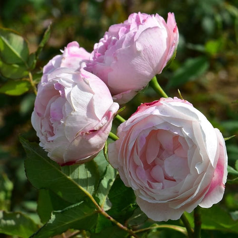 Pink and white rose blossoms with green buds and leaves