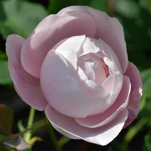 Light pink rose bloom close-up with layered petals