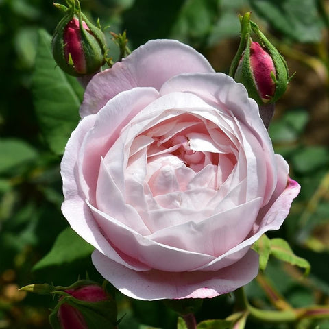 White and pale pink rose bloom with dark red buds