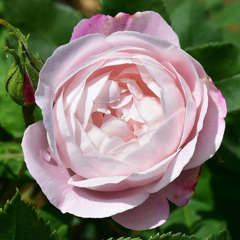 Pink and white rose bloom with green unopened buds