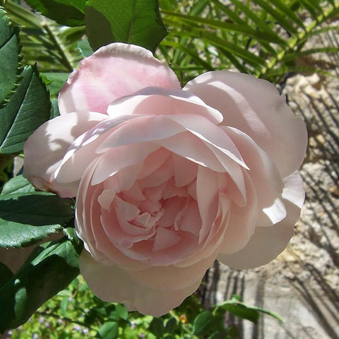 Pale pink rose bloom on a green leafy branch