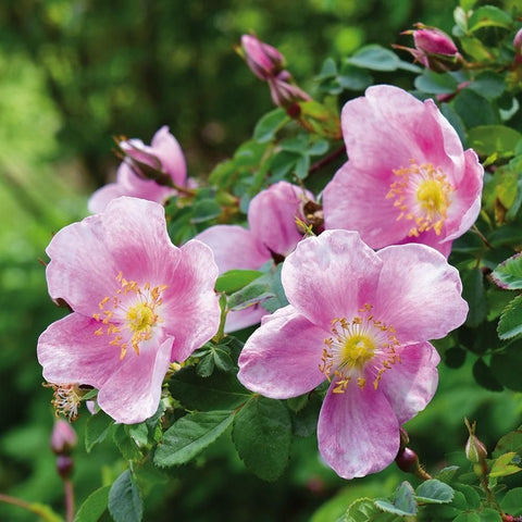 Pink and white rose blossoms with yellow centers on a leafy branch