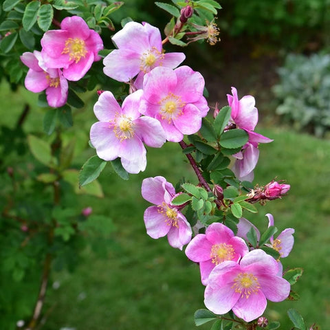 Cluster of light pink rose flowers with pale petals and yellow stamen centers