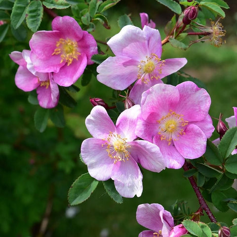 Pink rose blossoms with yellow centers and fresh green leaves on stems
