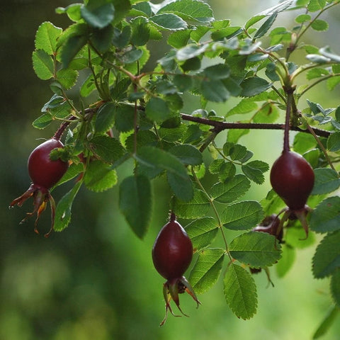 Rose shrub with green leaves and hanging dark red rose hips