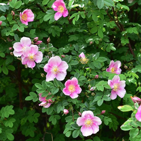 Rose bush with light pink flowers and green foliage in a garden