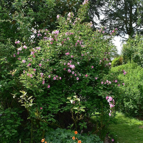 Dense rose bushes covered in small pink blooms with surrounding green plants
