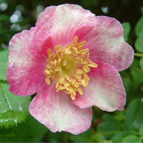 Close-up pink rose flower with yellow center and textured petals
