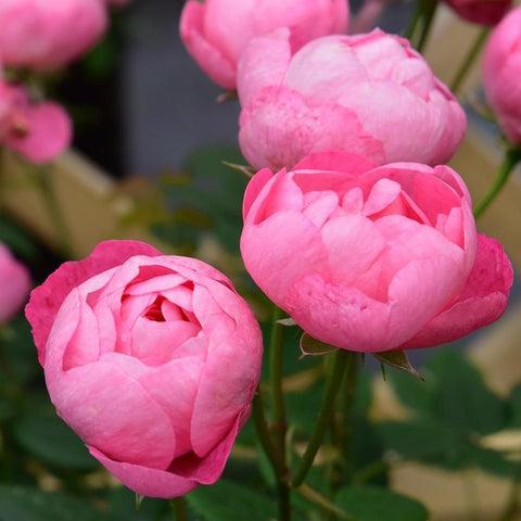 Pink rose blooms and buds on stems with green leaves