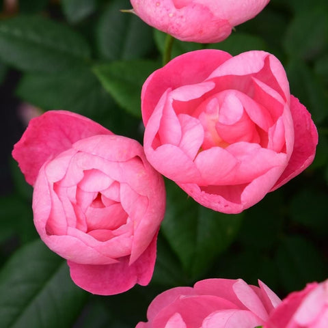 Pink rose blooms with layered petals and green leaves