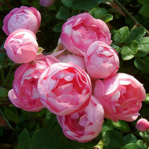 Pink rose buds and double blooms with layered petals and green leaves