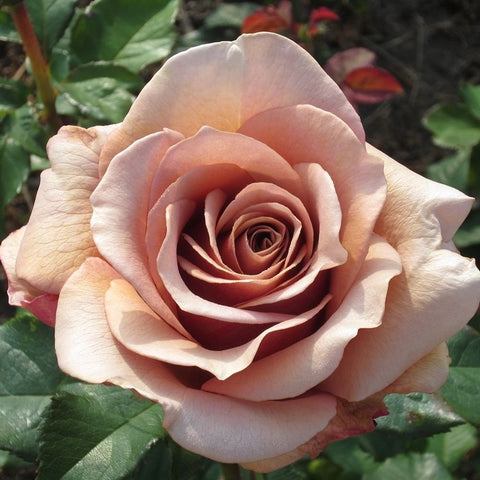 Mocha-Rosa rose with pale pink, layered petals and a dark center, on green leaves